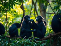 Kisah Lutung: Konservasi dan Tantangan di Indonesia