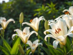 Bunga Lily: Pesona Alami yang Memukau
