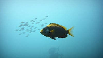 mitos ikan oscar